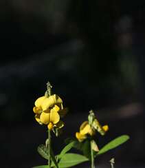黄色可爱花瓣的吊裙草花朵，枝叶高清户外真实摄影图片组图7