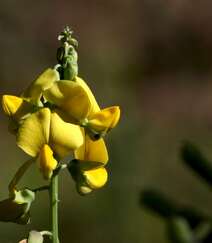 黄色可爱花瓣的吊裙草花朵，枝叶高清户外真实摄影图片组图11