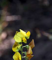 黄色可爱花瓣的吊裙草花朵，枝叶高清户外真实摄影图片组图13