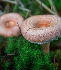 生长在山林，山岭间的各种蘑菇高清摄影图片