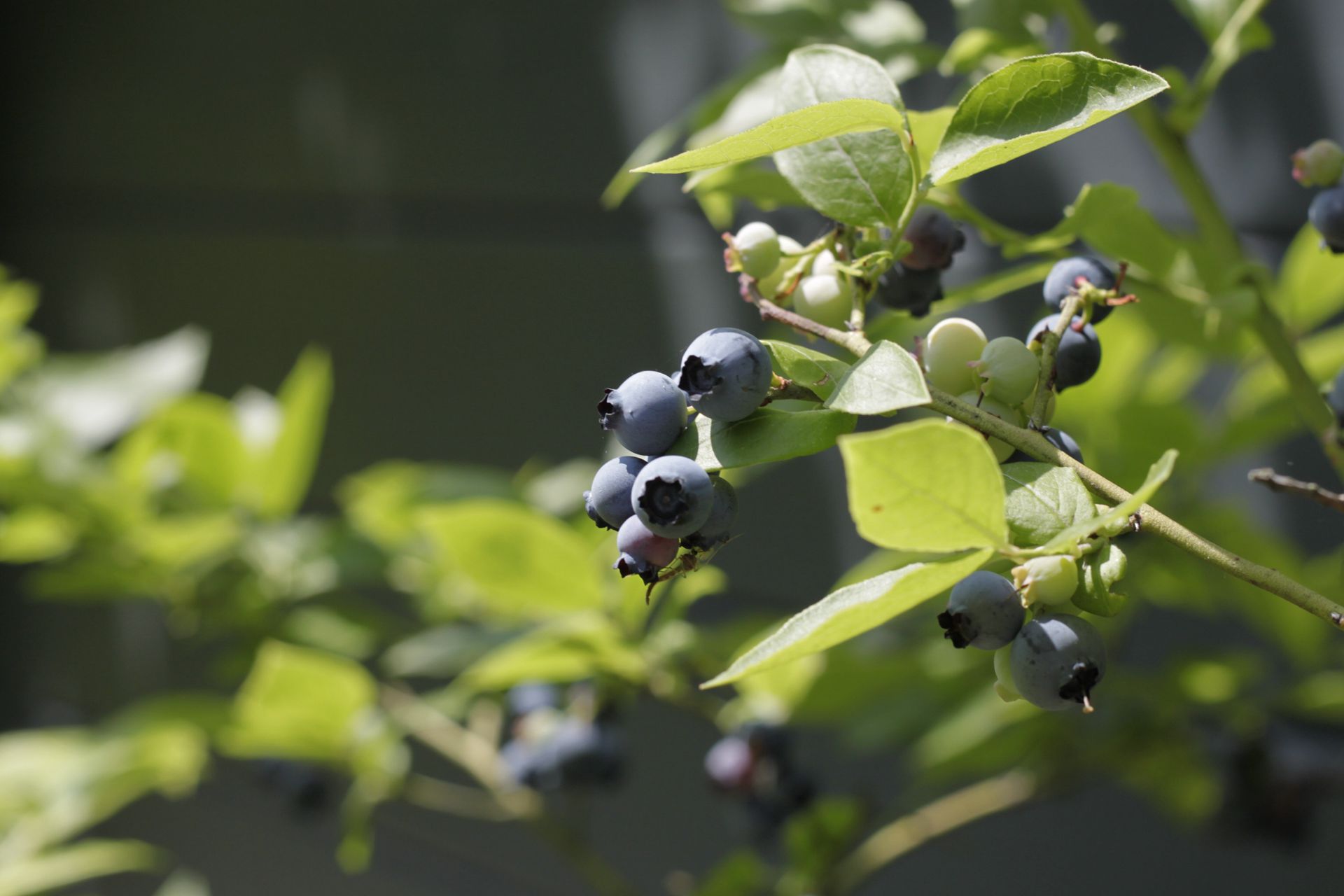 枝头上挂满了成熟的蓝莓真实高清摄影图片图片