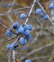 枝头上挂满了成熟的蓝莓真实高清摄影图片组图2
