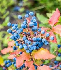 枝头上挂满了成熟的蓝莓真实高清摄影图片组图3