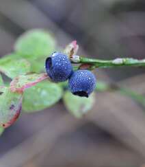 枝头上挂满了成熟的蓝莓真实高清摄影图片组图5