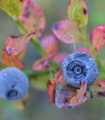 枝头上挂满了成熟的蓝莓真实高清摄影图片组图8