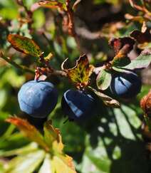 枝头上挂满了成熟的蓝莓真实高清摄影图片组图6
