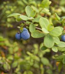 枝头上挂满了成熟的蓝莓真实高清摄影图片组图7