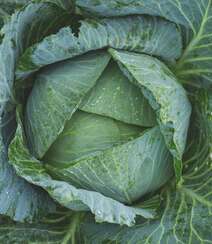清新翠绿的包菜（卷心菜）唯美高清蔬菜摄影美图图集组图6