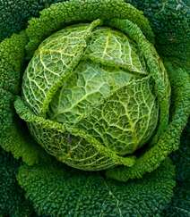 清新翠绿的包菜（卷心菜）唯美高清蔬菜摄影美图图集组图3
