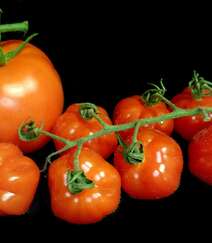 摆在桌上的西红柿（番茄）高清微距摄影美图欣赏组图2