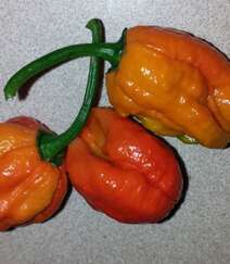 世界上辣度排名前十的辣椒之一哈瓦那辣椒高清摄影图片欣赏组图3