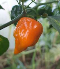 世界上辣度排名前十的辣椒之一哈瓦那辣椒高清摄影图片欣赏组图1