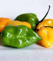 世界上辣度排名前十的辣椒之一哈瓦那辣椒高清摄影图片欣赏组图4