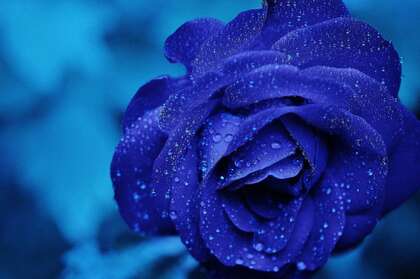 蓝色玫瑰，露珠，露水唯美高清背景壁纸图片