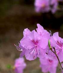 花开缤纷的粉色迎红杜鹃图片组图3