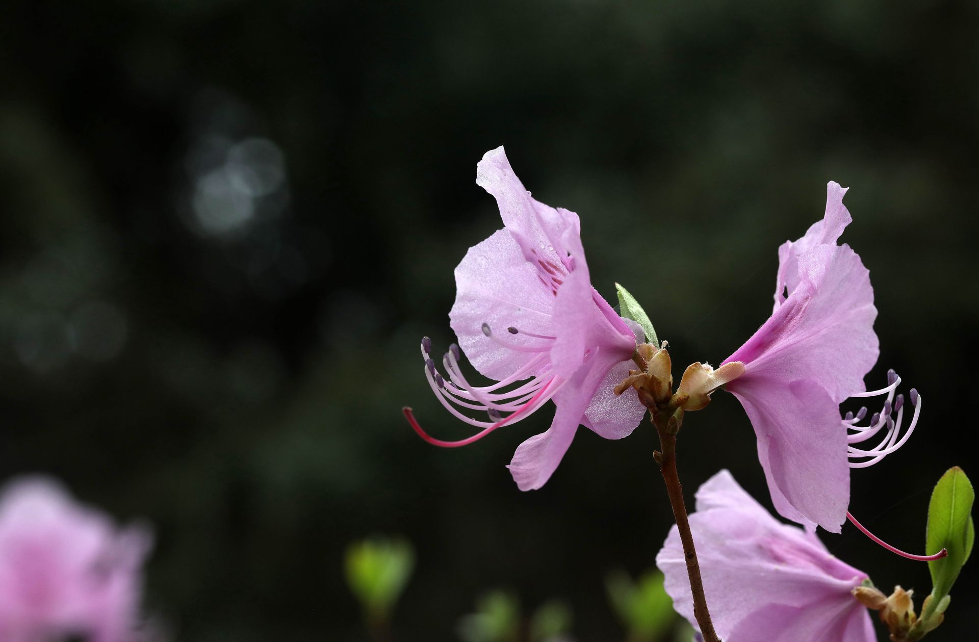 花开缤纷的粉色迎红杜鹃图片图片