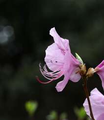花开缤纷的粉色迎红杜鹃图片组图4