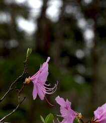 花开缤纷的粉色迎红杜鹃图片组图7