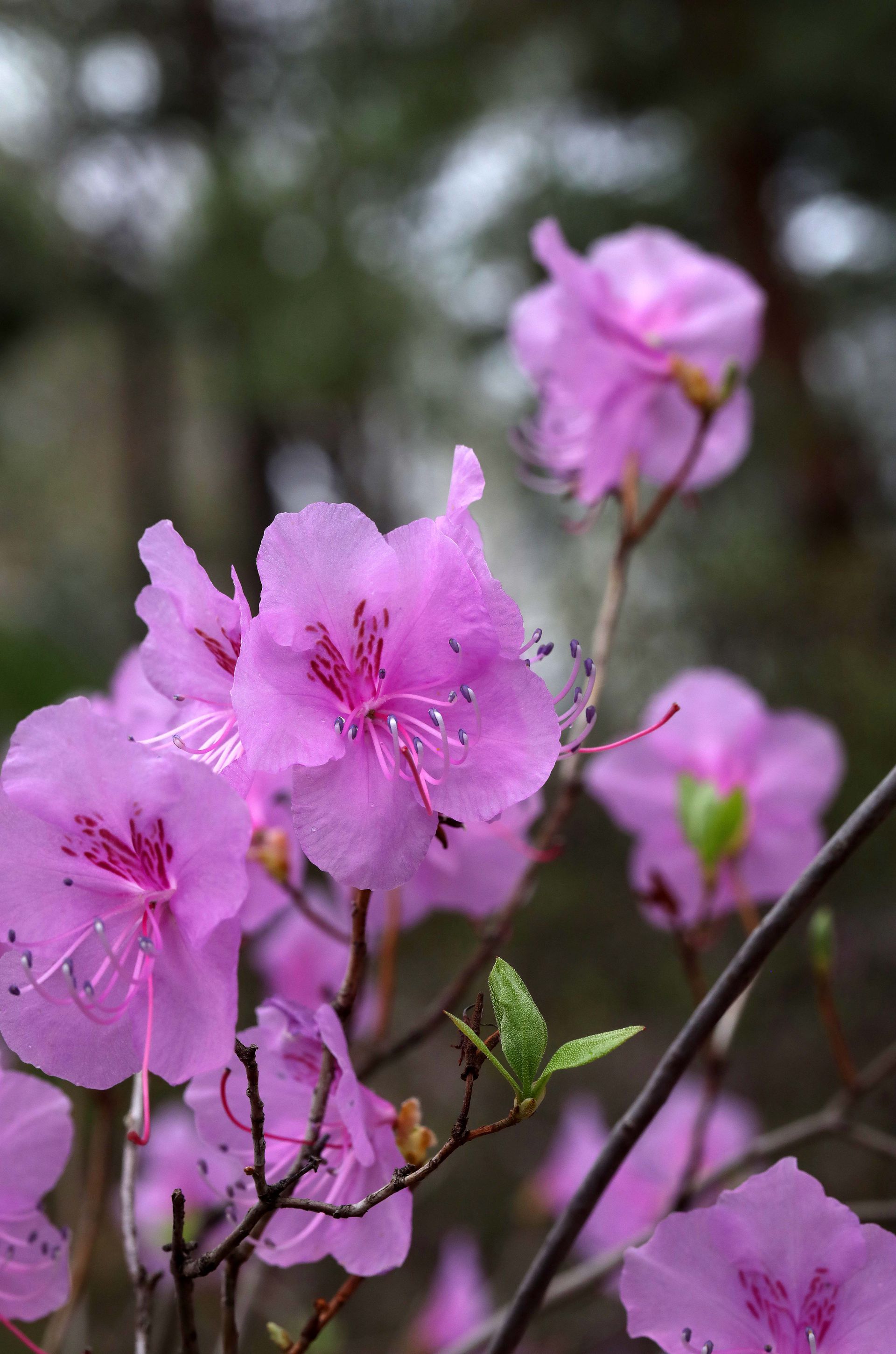 花开缤纷的粉色迎红杜鹃图片图片