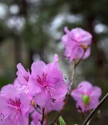 花开缤纷的粉色迎红杜鹃图片组图5