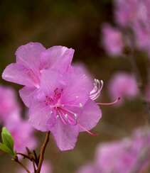 花开缤纷的粉色迎红杜鹃图片组图9