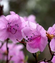 花开缤纷的粉色迎红杜鹃图片组图8