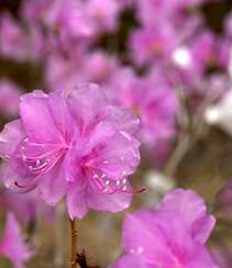 花开缤纷的粉色迎红杜鹃图片组图10