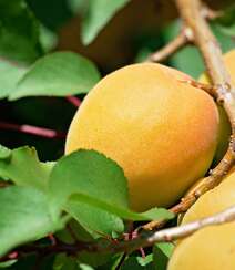 果实金黄，味甜多汁，熟透了的杏子果实高清静物摄影美图组图6
