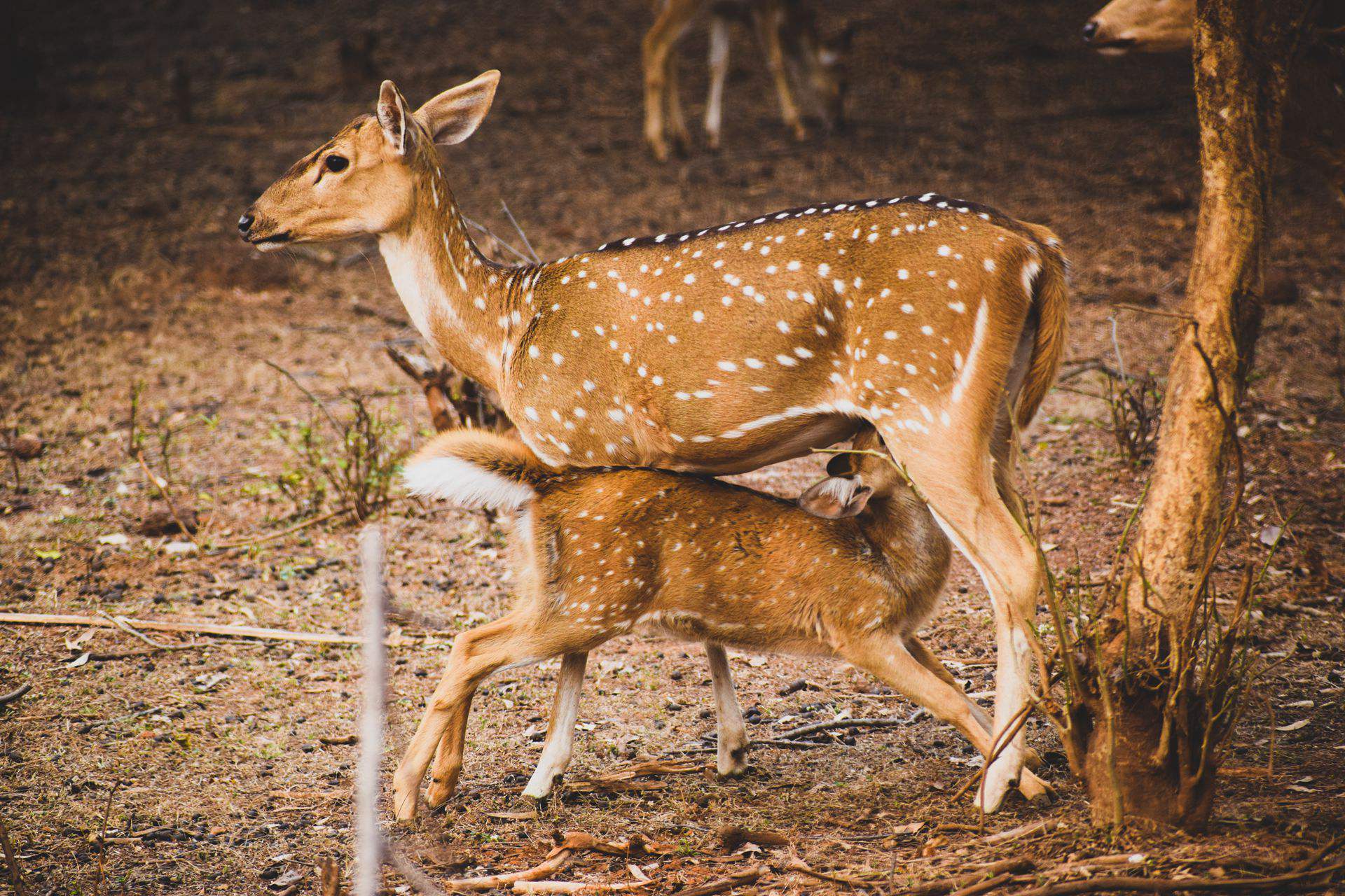国家一级保护动物，生活在野外的可爱梅花鹿高清摄影图片图片