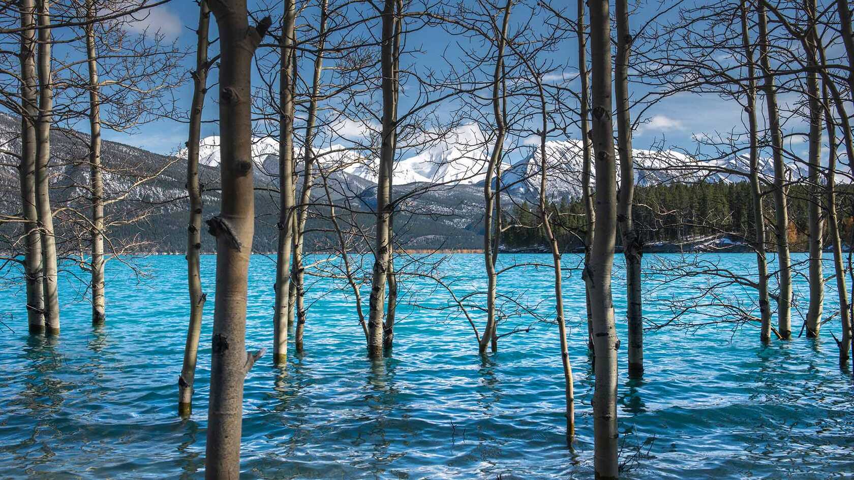加拿大亚伯拉罕湖清澈的水，树木，山林，雪山唯美高清壁纸图片第1张图片