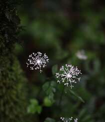 中国的特有植物，开着可爱伞形小花的囊瓣芹植物全株摄影美图