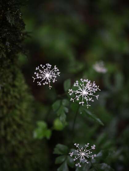 中国的特有植物，开着可爱伞形小花的囊瓣芹植物全株摄影美图