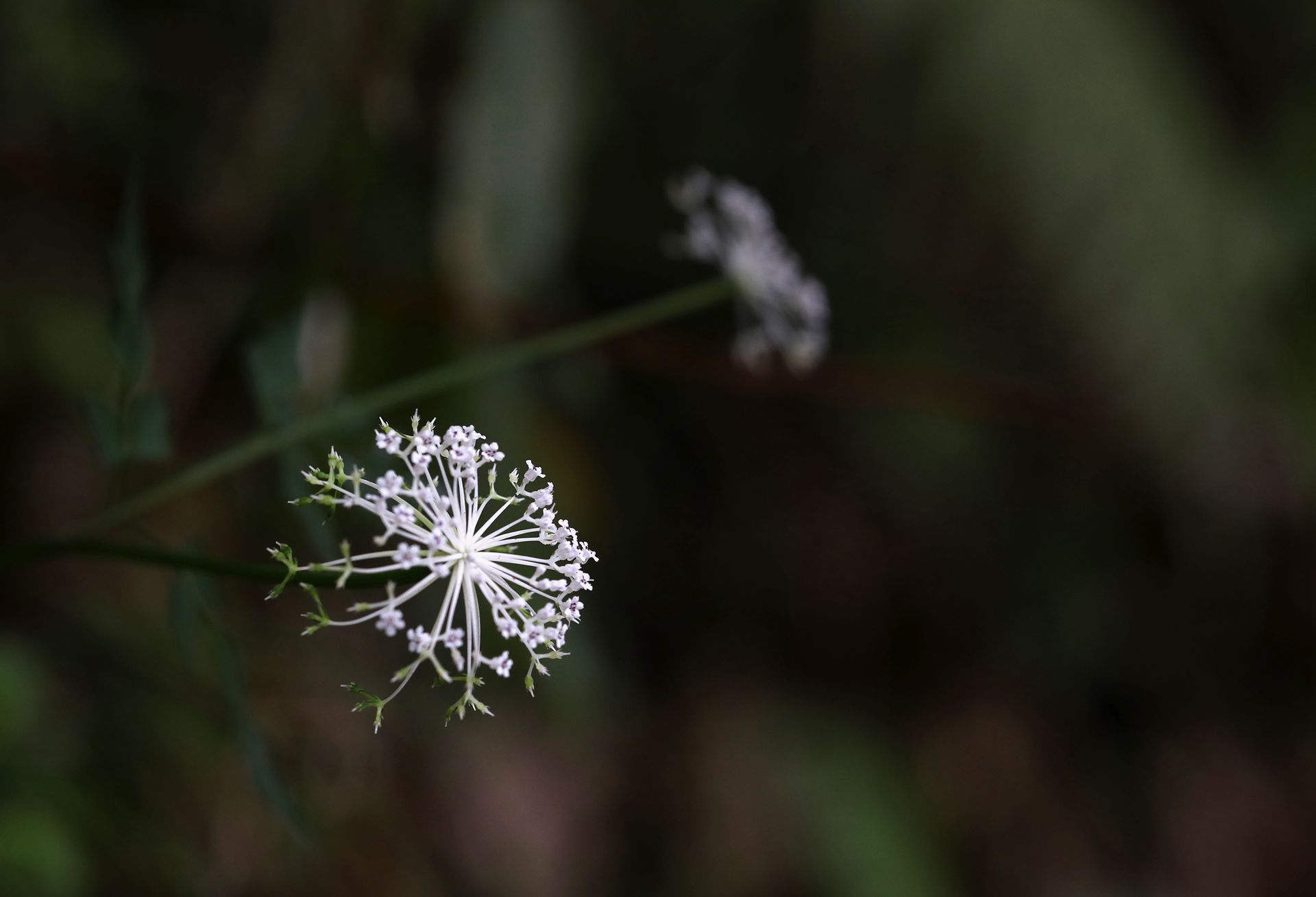 中国的特有植物，开着可爱伞形小花的囊瓣芹植物全株摄影美图图片
