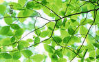 绿意盎然的树木，树叶，叶子等唯美立夏节气桌面壁纸图片组图1