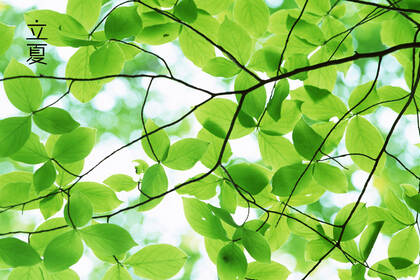 绿意盎然的树木，树叶，叶子等唯美立夏节气桌面壁纸图片