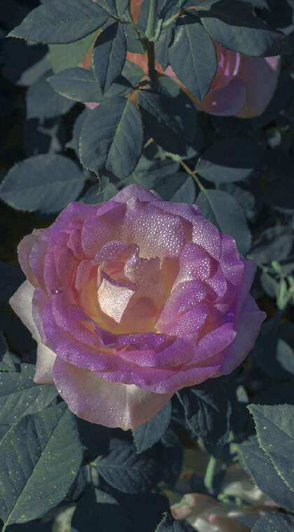 玫瑰花，粉紫色玫瑰花，绿叶唯美高清摄影手机壁纸图片