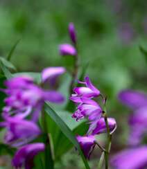 白及，紫红色花朵的兰科植物白及（白芨）摄影图片组图5
