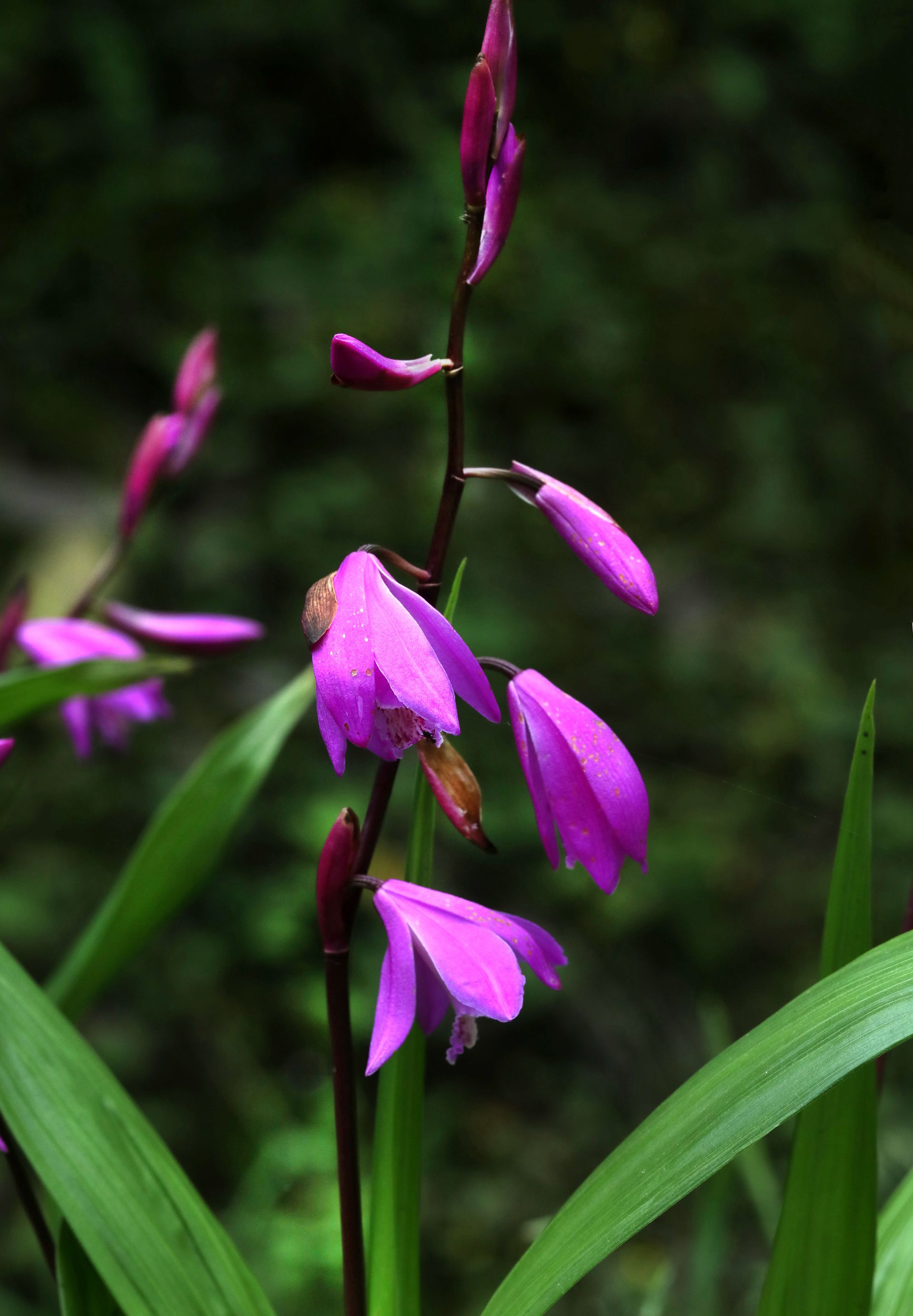 白及，紫红色花朵的兰科植物白及（白芨）摄影图片图片