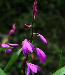 白及，紫红色花朵的兰科植物白及（白芨）摄影图片组图3