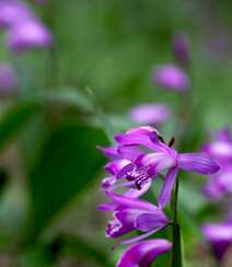 白及，紫红色花朵的兰科植物白及（白芨）摄影图片组图4