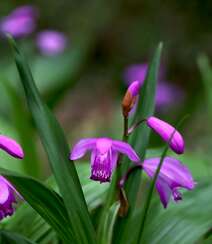 白及，紫红色花朵的兰科植物白及（白芨）摄影图片组图2