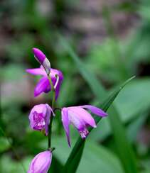 白及，紫红色花朵的兰科植物白及（白芨）摄影图片组图10