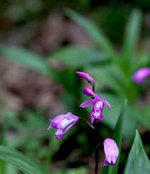 白及，紫红色花朵的兰科植物白及（白芨）摄影图片组图7