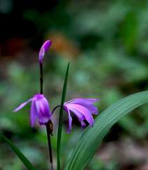 白及，紫红色花朵的兰科植物白及（白芨）摄影图片组图6