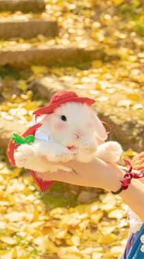 金黄的落叶，可爱的小兔子，小兔子唯美摄影手机壁纸图片组图1