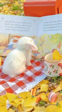 金黄的落叶，可爱的小兔子，小兔子唯美摄影手机壁纸图片组图5