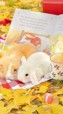 金黄的落叶，可爱的小兔子，小兔子唯美摄影手机壁纸图片组图4