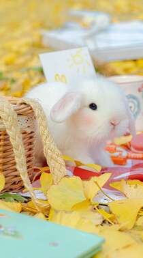 金黄的落叶，可爱的小兔子，小兔子唯美摄影手机壁纸图片组图7