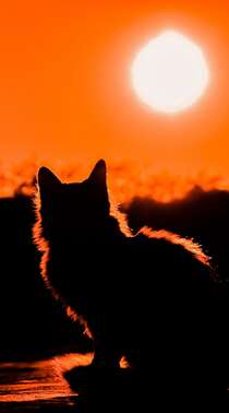 日落下的猫剪影，以及红橙橙色的天空唯美手机壁纸图片