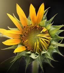 花开灿烂的黄色大花瓣向日葵图片组图8